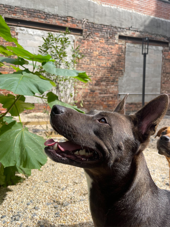 Dog happily exploring the garden at the pet house