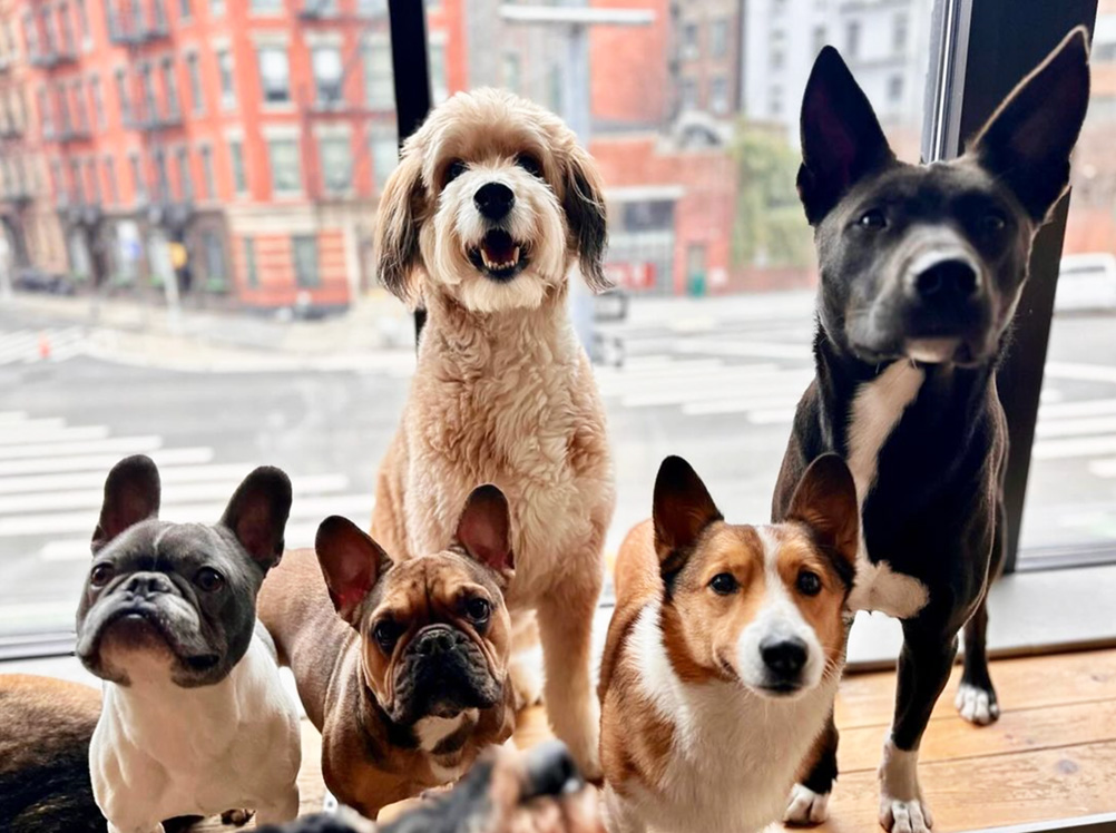 Happy dogs enjoying their time