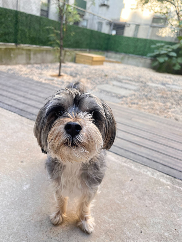 Dog exploring freely outdoors